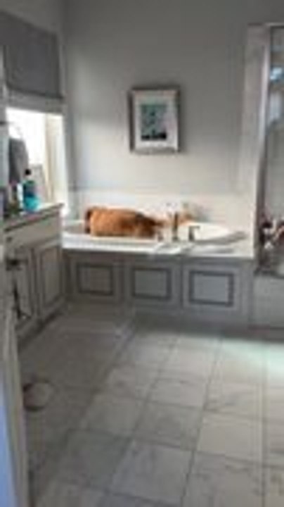 Dog Turns On Bath By Himself