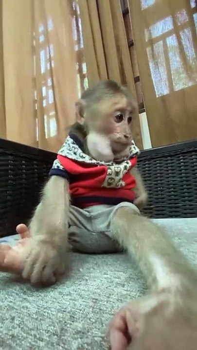cute monkey animals smart monkey at home , #monkey #monkeys #animals