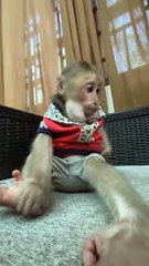cute monkey animals smart monkey at home , #monkey #monkeys #animals