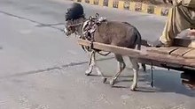 Donkey Take Helmet in 2025 Law