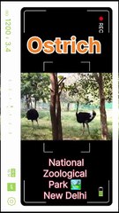 Ostrich Facts: World's Fastest Bird at 70 km/h! Speed, Habitat & Secrets Revealed !  #BirdsOfPrey #ViralAnimals