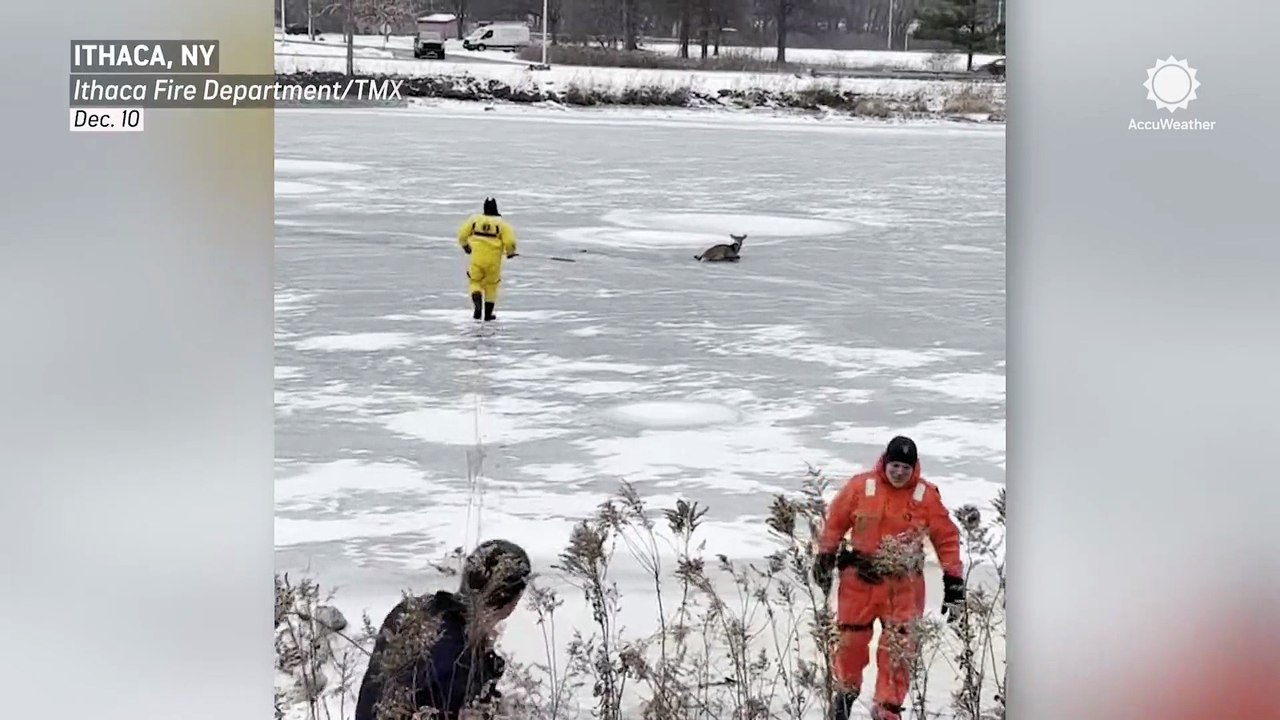Fire crews rescue deer stranded on ice