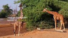 Life Within Nature Where Everything Belongs