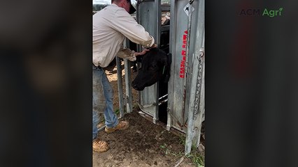 Virtual fencing collars deliver instant results for Angus producers