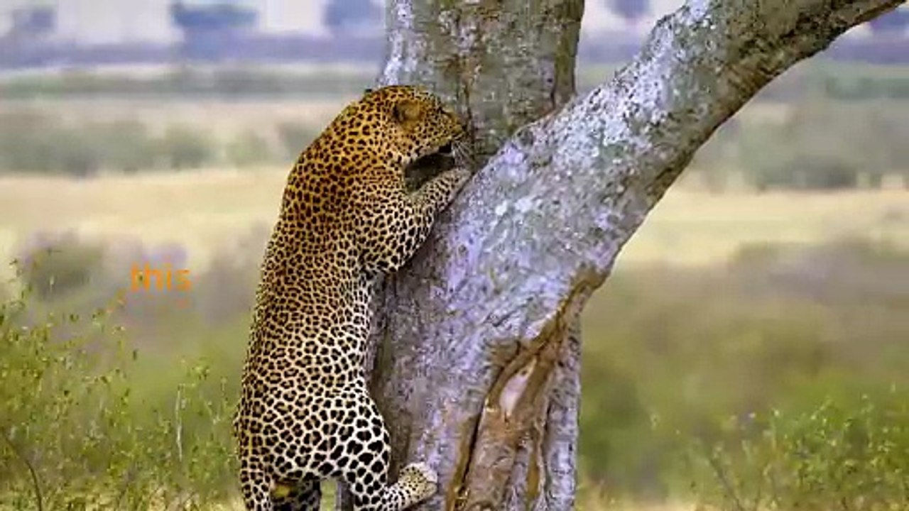 The Silent Beauty of Nature’s Life
