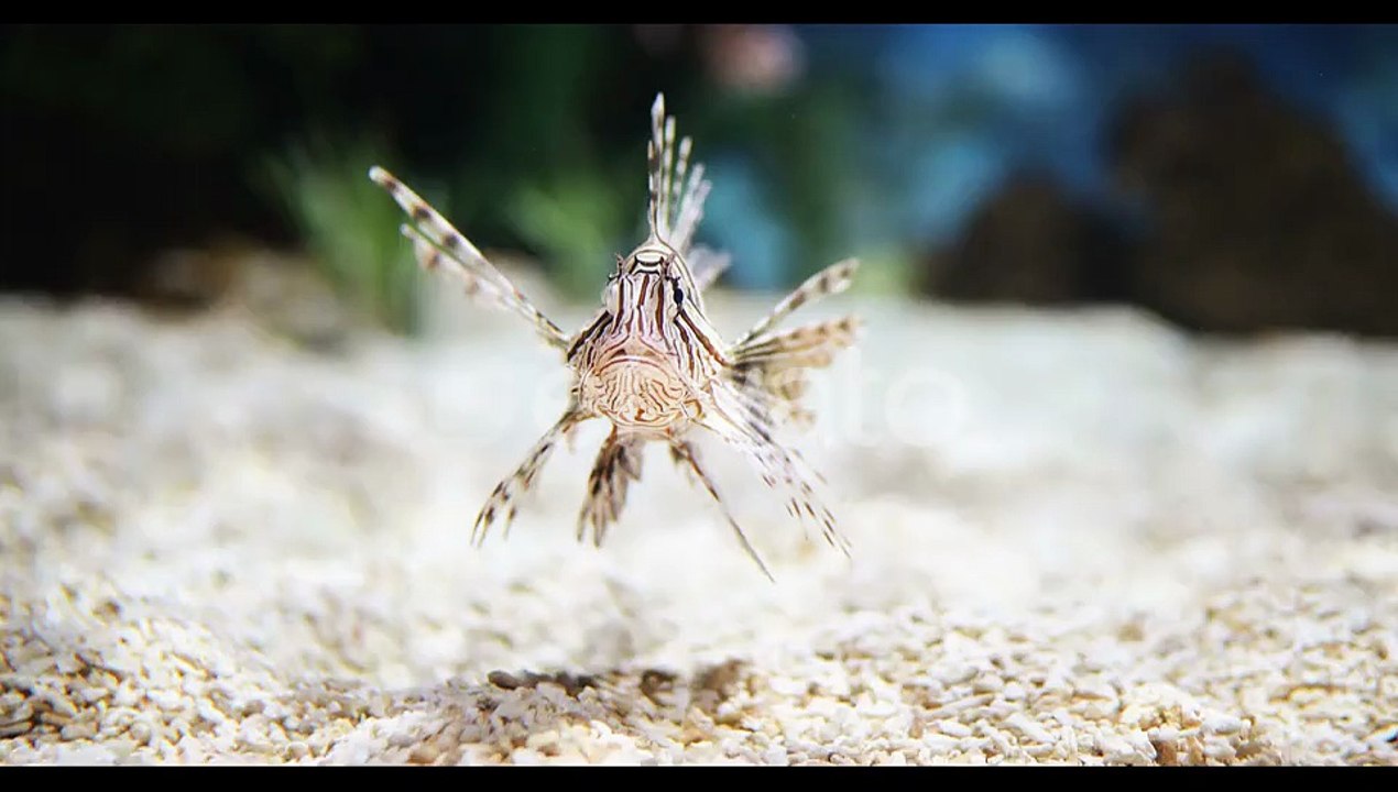 Exotic Lion Fish Swimming in Sea Water Aquarium