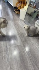 This tiny kitten already challenging authority 😭🐱