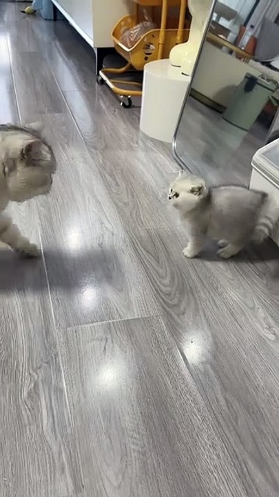 This tiny kitten already challenging authority 😭🐱