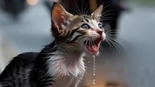 Lost Kitten Crying in the Rain, Rescued by a Kind Woman