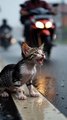 Lost Kitten Crying in the Rain, Rescued by a Kind Woman