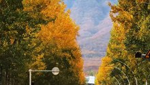 Autumn Road | Cinematic Fall Scenery