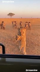 A Lioness’s Ultimate Act of Protection 🦁💥  🦁 100% AI video for fun & laughs! Every scene is digitally created — no real animals, babies, or people. 🐾 Enjoy and share! 🚫 No reuploads. #AIreel #AIfunny #AIanimals #AIfun #CreativeAI #AIvideo #AImagic