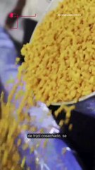 🌱 ¡El frijol en Durango sube de valor! Productores recibirán mejor pago por su cosecha 💵