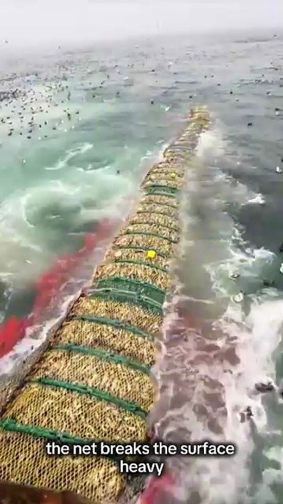 Netted 170 tons of Alaskan Pollock #fishing #videoviral #viral