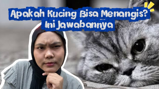 Apakah Kucing Bisa Menangis? Ini Jawabannya-Serius Ini Hewan?