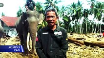 [FULL] Hutan Dirusak, Bagaimana Nasib Habitat Satwa Dilindungi? | KOMPAS PAGI
