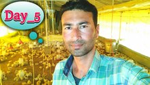 Poultry farm day 5 | poultry farming day 7 | Poultry farm business plan