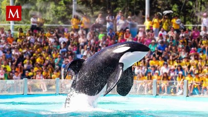 Muere Kshamenk, la orca rescatada que vivió 33 años en cautiverio