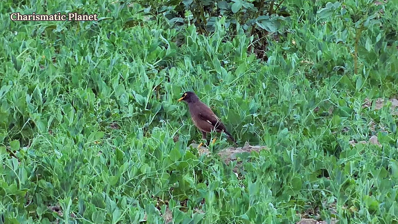 Myna Bird Food in Pakistan | Wild vs Human Feeding
