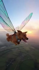 Dog Technology ka istmal karty howy Today's Trending Video