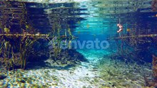 Florida Springs Nature Underwater Wildlife with Fresh Water Veg