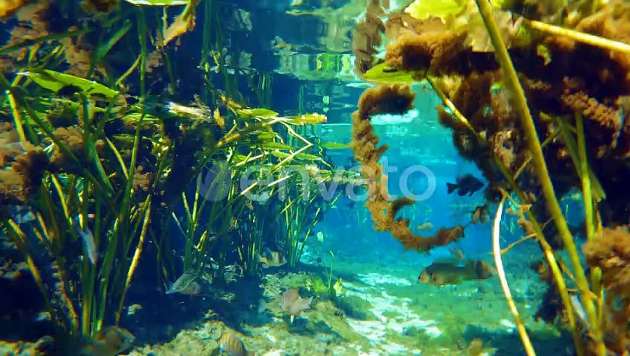 Underwater Wildlife with Fresh Water Vegetation and Wild Fish Florida Springs Underwater Landscape