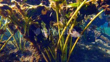 Tropical Underwater Nature of Florida Springs Underwater Exotic World with Swimming Fish and Green