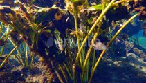 Tropical Underwater Nature of Florida Springs Underwater Exotic World with Swimming Fish and Green