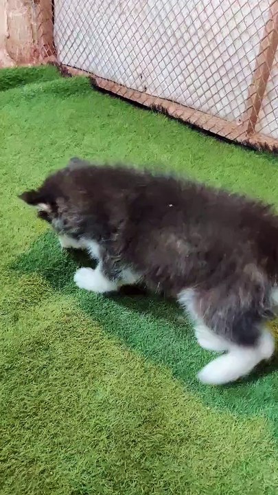 Dog training video