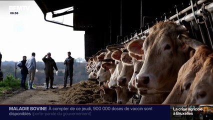 "On n'est pas encore à l'abri": la vaccination contre la dermatose nodulaire bovine s'accélère dans les différents élevages français