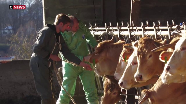 Dermatose : le début de la vaccination bovine dans les Pyrénées-Atlantiques