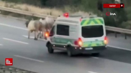 Hatay'da kaza yapan alevlere teslim olan tırdaki anguslar otobana yayıldı