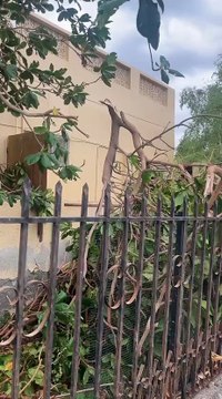 Uprooted trees amid heavy rains in RAK