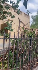 Trees uprooted in RAK