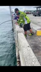 Fun fishing for big wild grouper #fishing #grouper #videoshort #viral