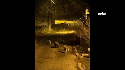 Pülümür ilçe merkezinde anne ayı ve sokak köpekleri arasında hareketli anlar