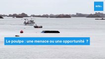 La pêche au poulpe sur les côtes du Trégor