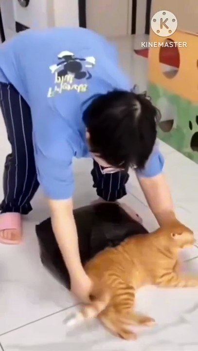 Why is my cat different