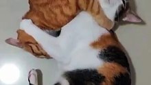 Funny Cats Movements For Cat lovers. Must Watch
