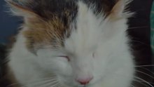Come capire se il tuo gatto ti vuole davvero