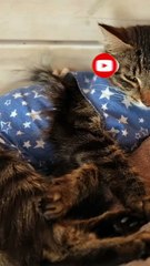 Come gestire il gatto dopo un intervento chirurgico