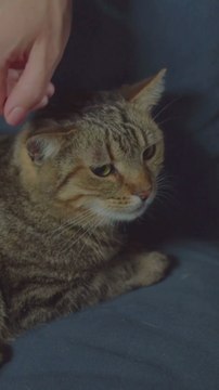 Come gestire il gatto dopo un intervento chirurgico