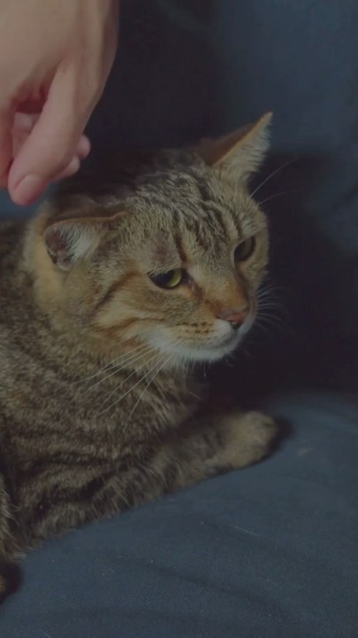 Come gestire il gatto dopo un intervento chirurgico