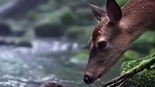 The Helpful Deer | A Heartwarming Wildlife Story 🦌💚