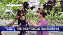 Melihat Wisata Edukasi Petik Anggur di Tengah Hiruk Pikuk Kota Malang