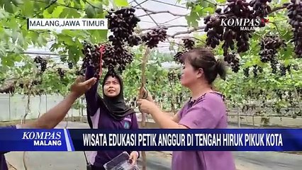 Melihat Wisata Edukasi Petik Anggur di Tengah Hiruk Pikuk Kota Malang