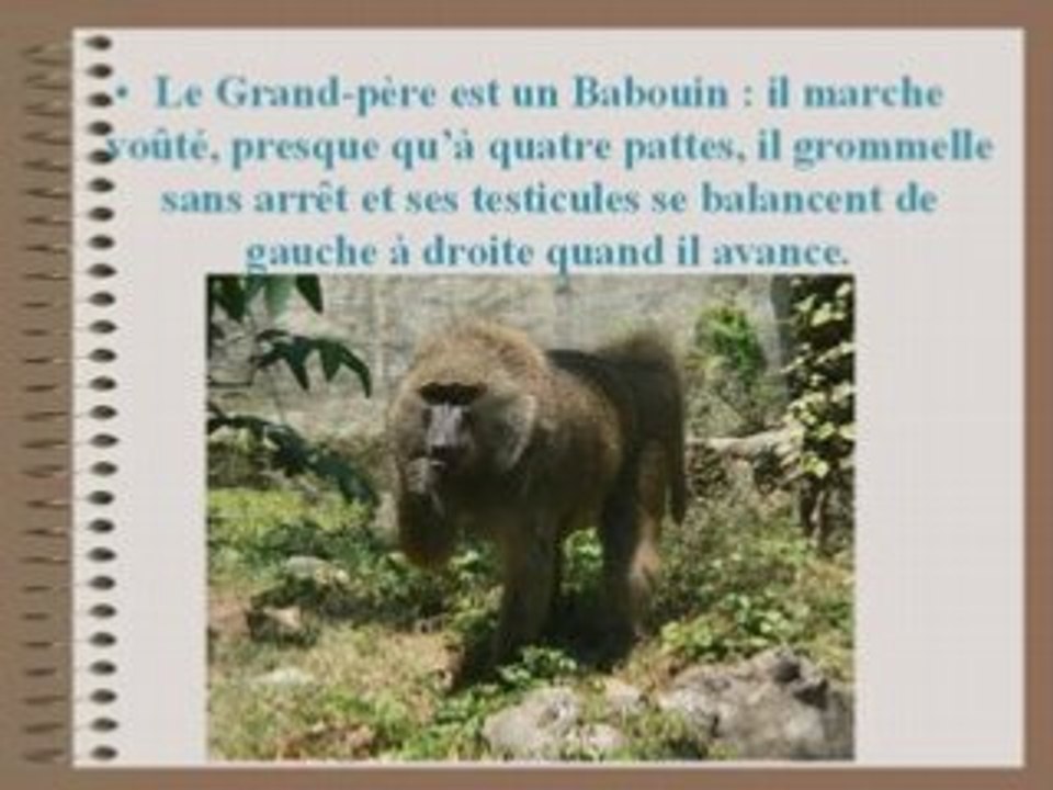 Famille de Singes