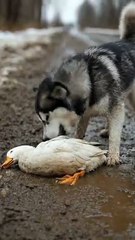 Brave Dog Rescues a Poor Unconscious Duck Lying on the Roadside 🐾✨