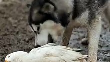 Brave Dog Rescues a Poor Unconscious Duck Lying on the Roadside 🐾✨