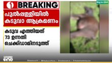 പുൽപ്പള്ളിയിൽ കടുവയുടെ ആക്രമണം....പോത്തിനെ ആക്രമിച്ചുകൊന്നു